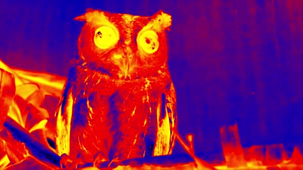 高科技热成像仪中的串烧扇贝猫头鹰(Otus bakkamoena) — 图库视频影像