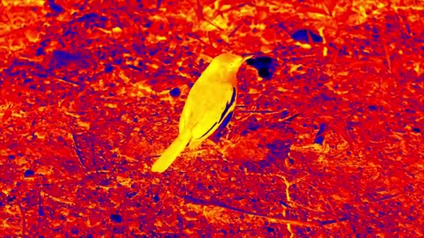 The thrush eats the worm, thermal imager — Stock Video