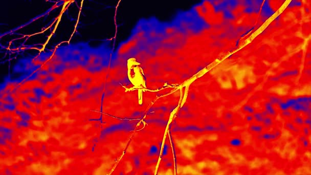 Kingfisher κάθεται πάνω από το ποτάμι θερμική εικόνα — Αρχείο Βίντεο