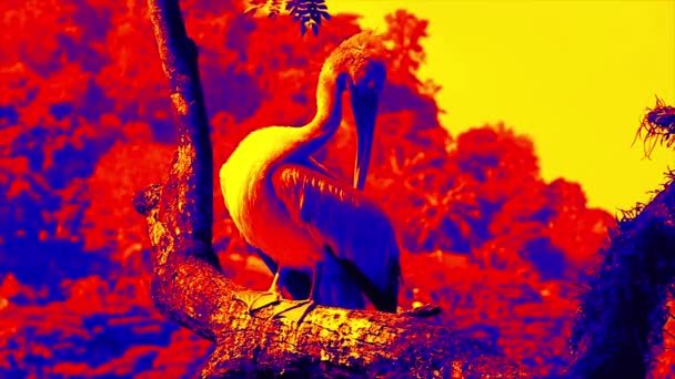 Pelikanen putsar sin fjädervärmekamera — Stockvideo