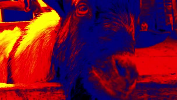 Goat thermal imager — Stock Video