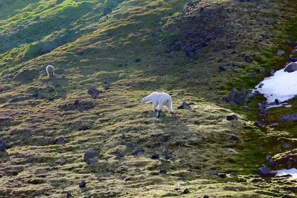 Familia Osos Polares Isla Northbrook Franz Josef Land Cachorro Muy — Foto de Stock