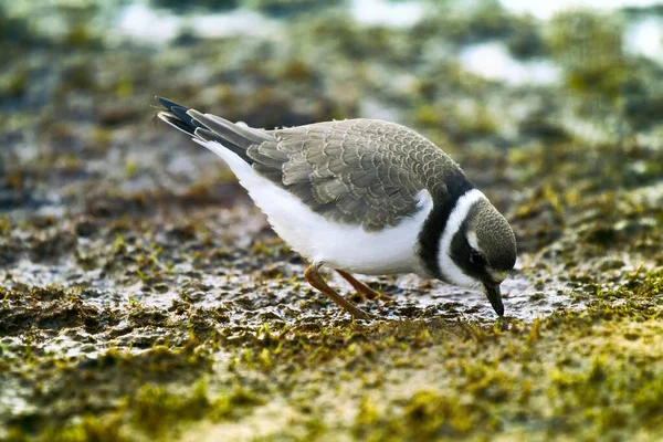 リング プロヴァーア 英語版 Charadrius Hiapeca 世界の北部の牧民の一人である 繁殖範囲 北極ツンドラ 小石や緑の苔のパッチと冷たい砂漠 鳥の餌 — ストック写真