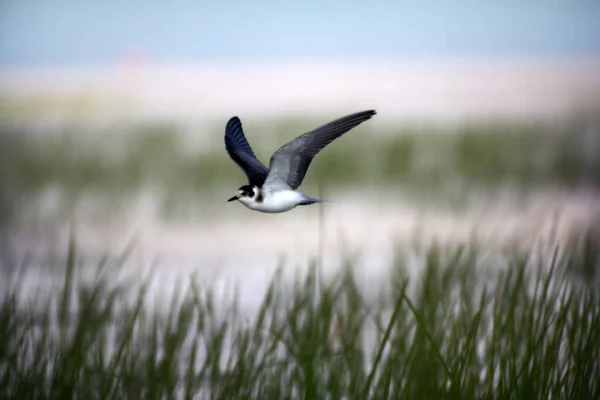 Zwarte Stern Chlidonias Nigra Jong Verzamelt Voedsel Overstromingsvlaktes Moerassen Overheerst — Stockfoto