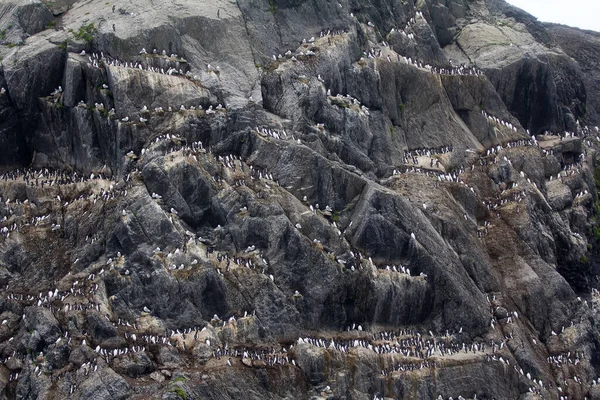 Numerous Rookery Thick Billed Common Murres Western Shore Barents Sea — стоковое фото
