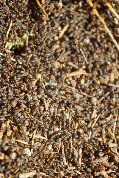 Ameisen Ziehen Ameisenhaufen Viele Insekten Ein — Stockfoto