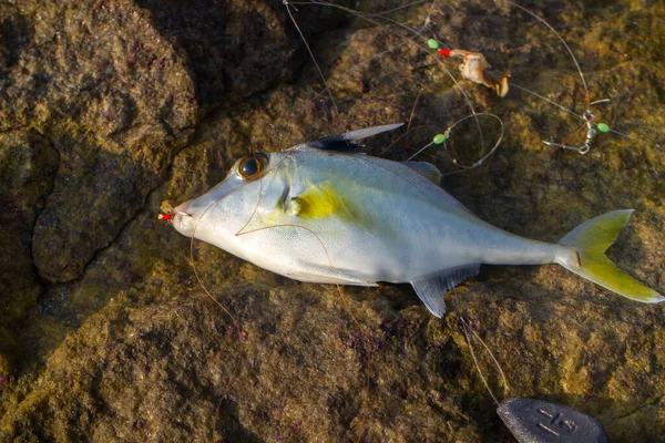 Pesca Índia Este Triggerfish Pegou Carne Amêijoa Pegou Praia Kerala — Fotografia de Stock