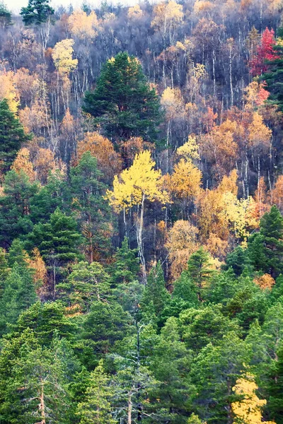 Otoño Suave Bosque Otoñal Abeto Dorado Otoño Abedul Triste Belleza —  Fotos de Stock