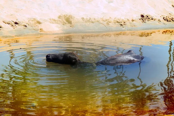 Черный Буффало Наслаждается Водой Жевать Жвачку Керала Индия — стоковое фото