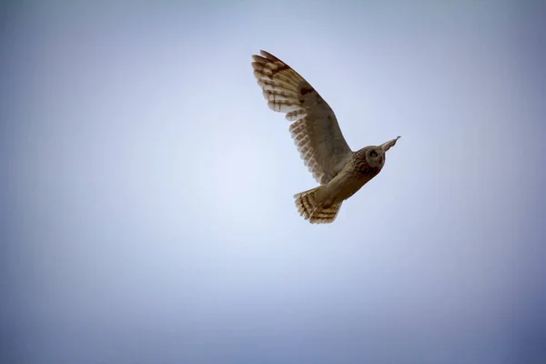 Nattliga Rovfåglar Kortörad Uggla Marshuggla Asio Flammeus Flyger Över Nästet — Stockfoto