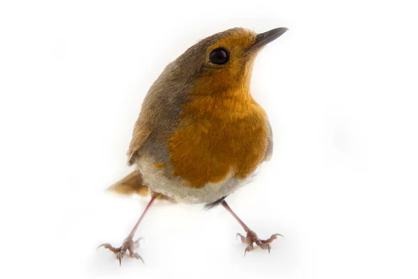 知更鸟 红知更鸟 Erithacus Rubecula 是最早和最新的鸣禽 黄昏时分唱着歌侧视图 因白人背景而被隔离 — 图库照片