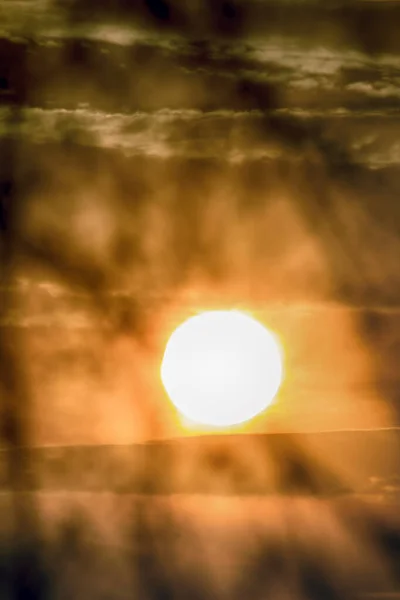 Bäume Silhouetten Vor Sonnenuntergang Hintergrund — Stockfoto