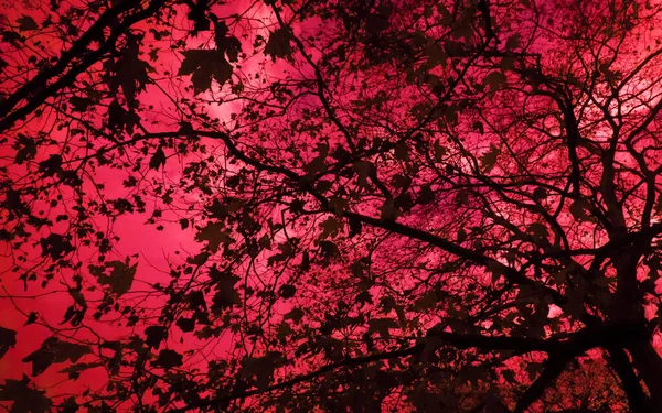 Fine Calico Autumn Foliage Maple Wood Leaf Fall Treescape Thermal — Stock Fotó