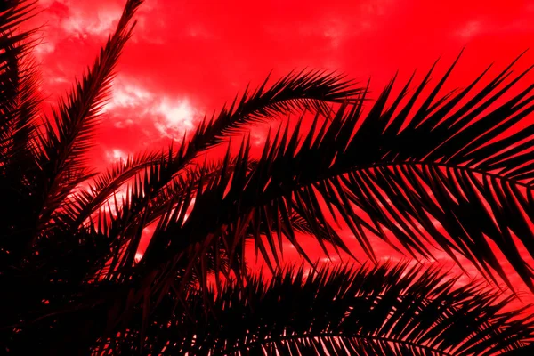 Palmenblätter Vor Einem Tropischen Sonnenuntergang Das Konzept Der Exotischen Länder — Stockfoto