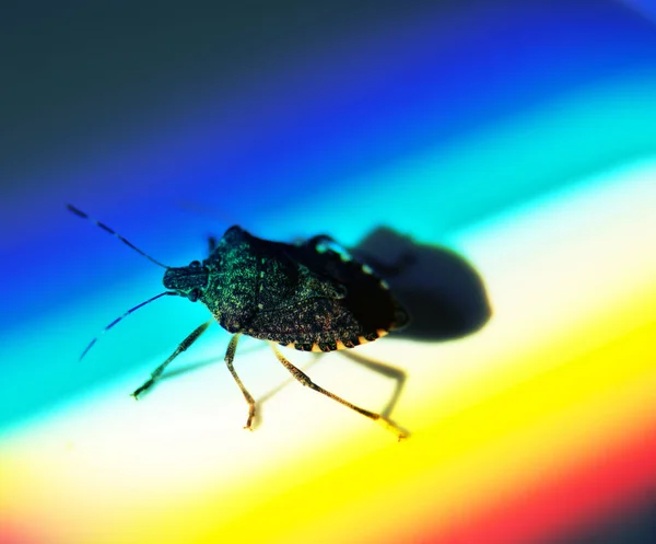 Jardim Inseto Dolycoris Baccarum Raios Sol Arco Íris Conceito Amor — Fotografia de Stock