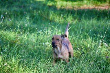 Küçük melez köpek çayırda yürüyor. Evcil hayvanların çeşitli davranışları (köpekler))