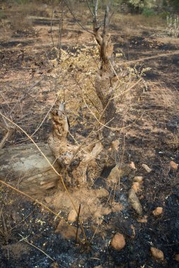 Vahşi doğada ateş altında yanmak. Kuru bitkiler kara zeminde