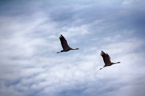 Šedý Jeřáb Jeřáb Obecný Grus Grus Dvojice Hnízdících Ptáků Létajících — Stock fotografie
