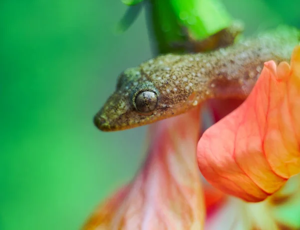 Tropical House Gecko Sur Fleur Rouge Comme Cap Chèvrefeuille Inde — Photo