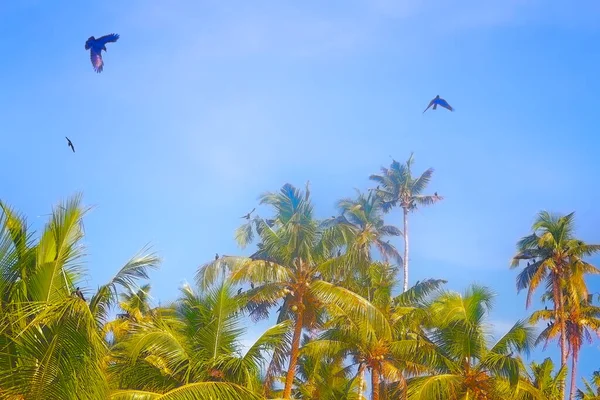 Huge Number Indian House Crows Some Kites Gathered Palm Grove — Stock Photo, Image