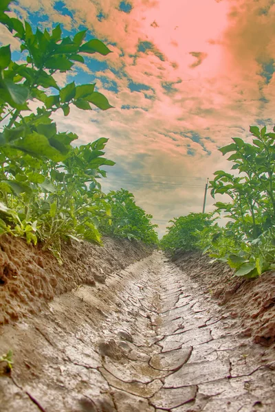 Açık Arazide Sebze Yetişiyor Patates Ekmek Sulama Sistemi Olan Patates — Stok fotoğraf
