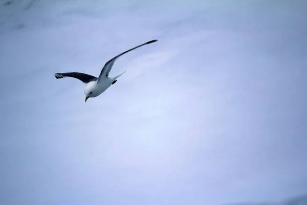 キティウェイクス Rissa Tridactyla 夏に北極に飛ぶ数少ない鳥種の1つである 北緯88度以上の多年氷の上を飛ぶ成鳥 — ストック写真
