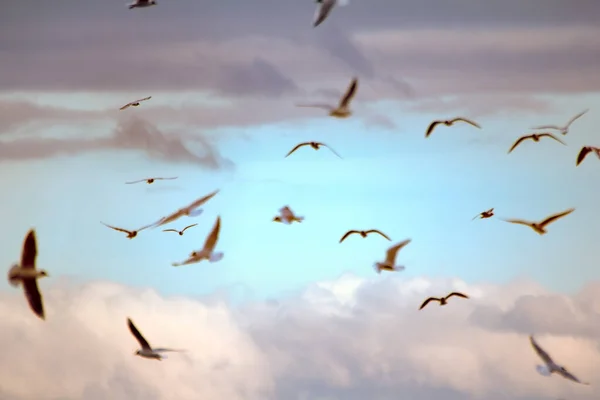 Unscharfer Hintergrund Himmel Vor Sonnenuntergang Fliegen Sie Traum Tagtraum Chancen — Stockfoto