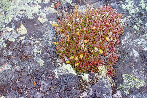 Plantas Pradera Ártica Fondos Tiro Macro Montaña Calva Polar Verano — Foto de Stock