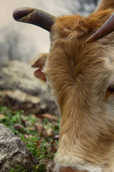 Φωτεινή Αγελάδα Ανοικτό Βοσκοτόπι Κέρατα Closeup — Φωτογραφία Αρχείου
