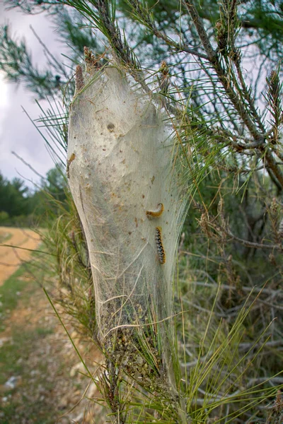 森の害虫 蝶の巣 パインプロキャタピラー Thaumetopea Pityocampa 毛虫によって作られています 地中海トルコ — ストック写真