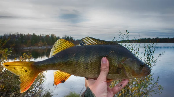 Buona Pesca Spinosa Sui Fiumi Settentrionali Pesce Persico Grande Mani — Foto Stock