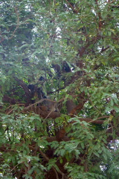 Flying soldiers of monkey God Hanuman 1. Bunch of monkeys (entellus langur, hanuman langur, Presbytis entellus) got the branchy tree