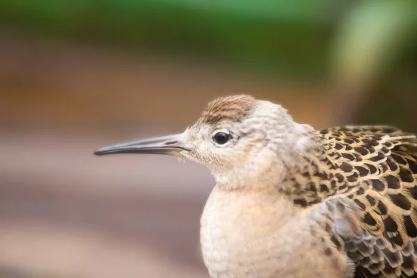 Moe Tijdens Vlucht Strandloper Ruff Landde Het Dek Van Het — Stockfoto