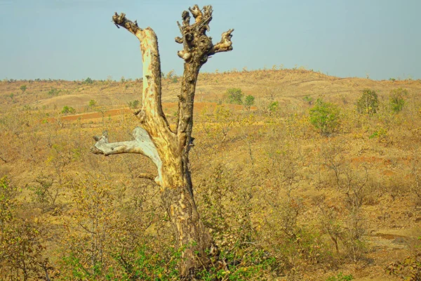 Das Gebiet Distrikt Nagpur Maharashtra Indien Trockene Ausläufer Mit Sträuchern — Stockfoto