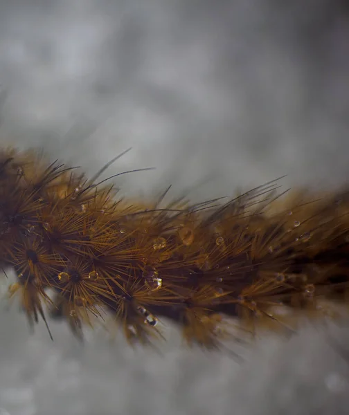 Winter Life All Living Creatures Wear Fur Clothing Woolly Bear — Stock Photo, Image