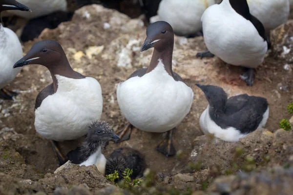 Thick Billed Murres Guillemots Grown Chicks Days Descent Sea — Stock Photo, Image