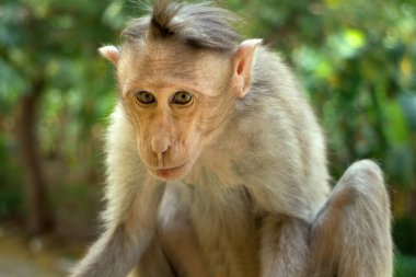 Hint makakları, başlık makakları, ya da (lat. Macaca radiata). Doğal yaşam alanları, tropik Hindistan 'ın dağ ormanlarını betimler, bazen şehirlere gider. Ağaç dalına yakın bir maymun portresi