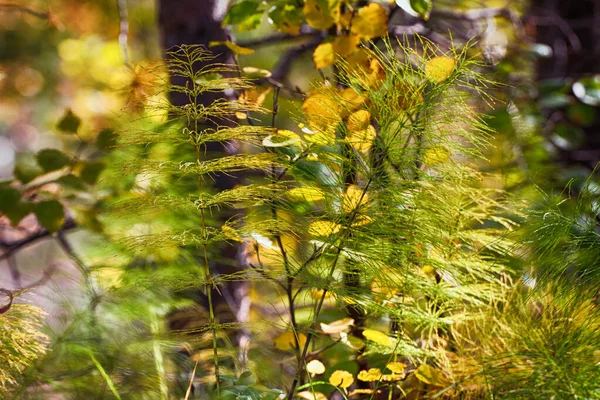 Изящные Палаточные Хвосты Ярком Фоне Желтых Листьев Легкий Ветерок — стоковое фото