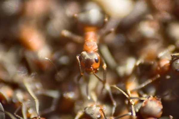 Hormigas Moviéndose Hormiguero Marco Muchos Insectos Fondo — Foto de Stock