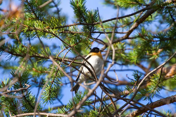 Птица Прославляет Весну Brambling Fringilla Montifringilla Male Sings Branch Pine — стоковое фото
