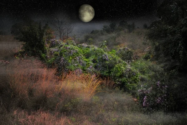 Fabulous India Huge Crescent Moon Hangs Jungle Garden Maharajah Seems — Stock Photo, Image