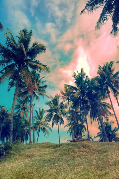 Coconut Palms Shore Indian Ocean Lend Area Exotic Look Pleasant — Stock Photo, Image