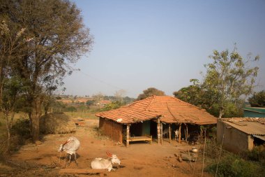 Fakir Hint ailesi (çiftlik). Bahçedeki ev ve inekler. Andhra Pradesh, Anantapur