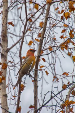 Pine grosgaga (Pinicola enucleator), Kuzey Taiga 'nın tipik bir kuş türüdür ve tipik istilacı türdür (göçebe göçler, kozalaklı kozalaklı ağaçlar ve böğürtlen tohumlarının bulunduğu göçebe, üreme ve kışlar). Kadın.