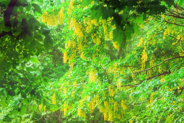 Primavera Fundo Verde Árvore Floração Flores Amarelas Sol — Fotografia de Stock