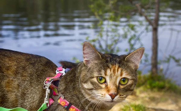 在野外散步的宠物猫 在河流和森林中 为猫系上安全带 — 图库照片
