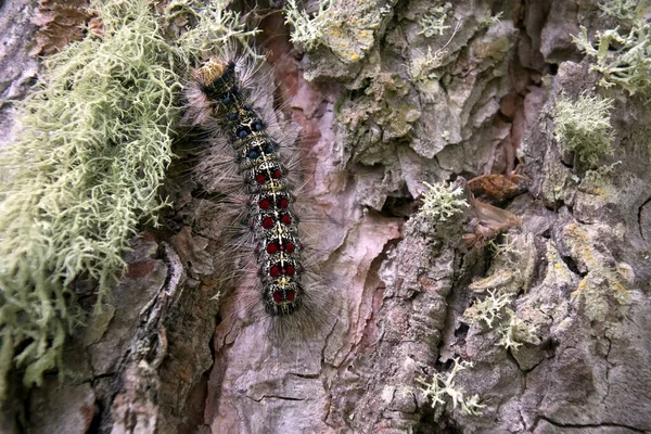 ライマントリア ディスパールの毛虫が森の中を移動する 山の森の美しい害虫の毛虫 — ストック写真