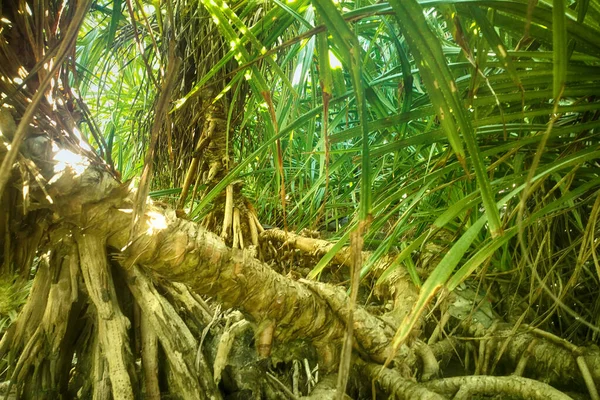 Dirait Hiver Tropical Période Sèche Gazon Envahi Palmiers Rabougris Long — Photo