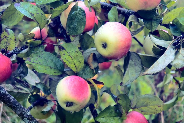 Вигляд Диких Їстівних Яблук Сад Стиглих Яблук Фермерів — стокове фото