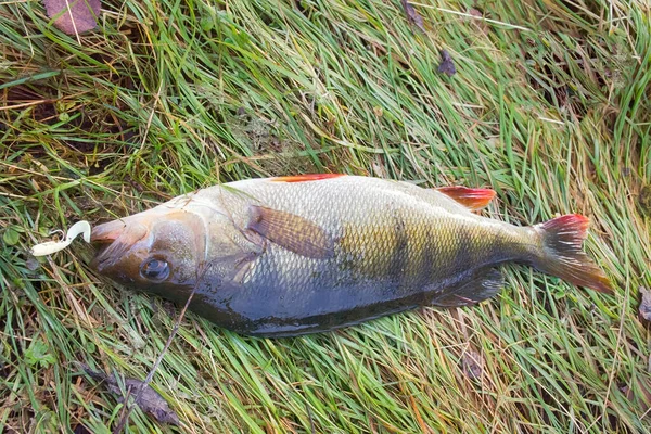 Grande Cattura Persico Dalla Pesca Sportiva Pesce Catturato Esca Filatura — Foto Stock